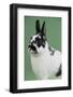 Britannia Petite Rabbit-Lynn M^ Stone-Framed Photographic Print