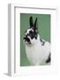 Britannia Petite Rabbit-Lynn M^ Stone-Framed Photographic Print