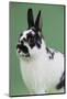 Britannia Petite Rabbit-Lynn M^ Stone-Mounted Photographic Print