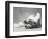 Britdog 2-Rachael Hale-Framed Photographic Print