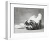 Britdog 2-Rachael Hale-Framed Photographic Print