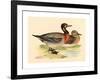 British 19th Century, Bimaculated Duck, 1855-null-Framed Giclee Print