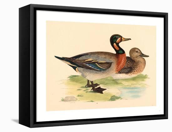 British 19th Century, Bimaculated Duck, 1855-null-Framed Stretched Canvas