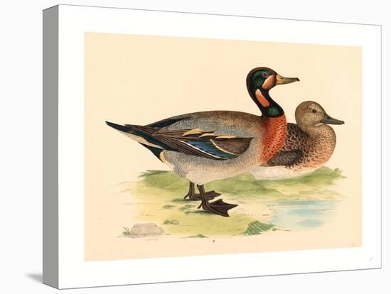 British 19th Century, Bimaculated Duck, 1855-null-Stretched Canvas