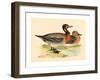 British 19th Century, Bimaculated Duck, 1855-null-Framed Giclee Print