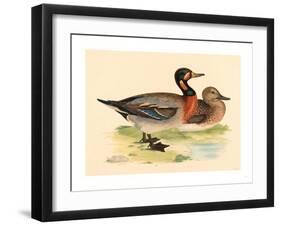 British 19th Century, Bimaculated Duck, 1855-null-Framed Giclee Print