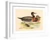 British 19th Century, Bimaculated Duck, 1855-null-Framed Giclee Print