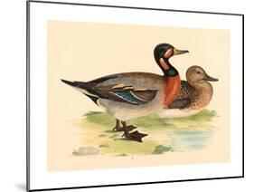 British 19th Century, Bimaculated Duck, 1855-null-Mounted Giclee Print