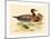 British 19th Century, Bimaculated Duck, 1855-null-Mounted Giclee Print