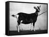 British Alpine Goat-null-Framed Stretched Canvas