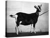 British Alpine Goat-null-Stretched Canvas