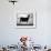 British Alpine Goat-null-Framed Photographic Print displayed on a wall