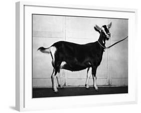 British Alpine Goat-null-Framed Photographic Print