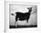 British Alpine Goat-null-Framed Photographic Print