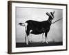 British Alpine Goat-null-Framed Photographic Print