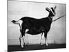 British Alpine Goat-null-Mounted Photographic Print