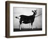 British Alpine Goat-null-Framed Photographic Print