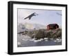 British Base, Port Lockroy, Antarctic Peninsula, Antarctica, Polar Regions-Sergio Pitamitz-Framed Photographic Print