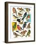 British Birds-English School-Framed Giclee Print