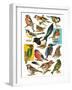 British Birds-English School-Framed Giclee Print