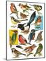 British Birds-English School-Mounted Giclee Print