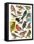 British Birds-English School-Framed Stretched Canvas