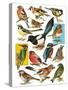 British Birds-English School-Stretched Canvas