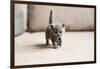 British Blue Kitten is Very Beautiful. the British Kitten Looks Straight. the British Kitten Looks-Zhalabkovich Yauheniya-Framed Photographic Print