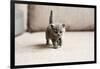 British Blue Kitten is Very Beautiful. the British Kitten Looks Straight. the British Kitten Looks-Zhalabkovich Yauheniya-Framed Photographic Print