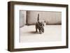 British Blue Kitten is Very Beautiful. the British Kitten Looks Straight. the British Kitten Looks-Zhalabkovich Yauheniya-Framed Photographic Print