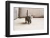 British Blue Kitten is Very Beautiful. the British Kitten Looks Straight. the British Kitten Looks-Zhalabkovich Yauheniya-Framed Photographic Print