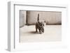 British Blue Kitten is Very Beautiful. the British Kitten Looks Straight. the British Kitten Looks-Zhalabkovich Yauheniya-Framed Photographic Print