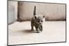 British Blue Kitten is Very Beautiful. the British Kitten Looks Straight. the British Kitten Looks-Zhalabkovich Yauheniya-Mounted Photographic Print