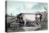 British Boar-Edwin Henry Landseer-Stretched Canvas