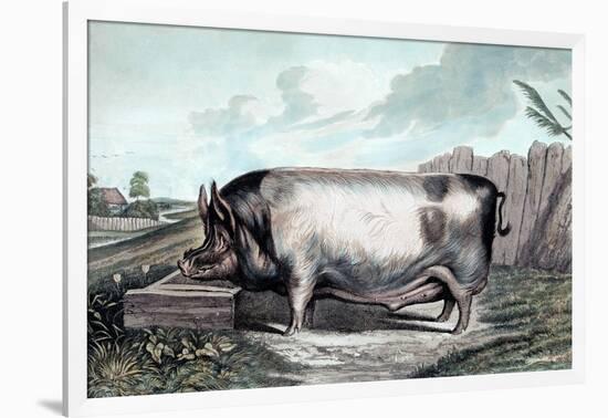 British Boar-Edwin Henry Landseer-Framed Art Print