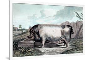 British Boar-Edwin Henry Landseer-Framed Art Print