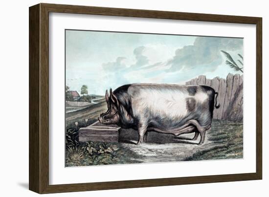 British Boar-Edwin Henry Landseer-Framed Art Print