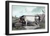 British Boar-Edwin Henry Landseer-Framed Art Print