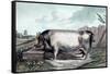 British Boar-Edwin Henry Landseer-Framed Stretched Canvas