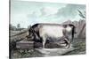 British Boar-Edwin Henry Landseer-Stretched Canvas
