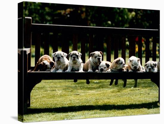 British Bulldog Puppies on a Park Bench, 1994-null-Stretched Canvas