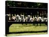 British Bulldog Puppies on a Park Bench, 1994-null-Stretched Canvas