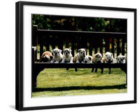 British Bulldog Puppies on a Park Bench, 1994-null-Framed Photographic Print