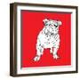 British Bulldog-Anna Nyberg-Framed Art Print