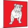 British Bulldog-Anna Nyberg-Mounted Art Print