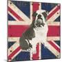 British Bulldog-Sam Appleman-Mounted Premium Giclee Print