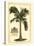 British Colonial Palm I-null-Stretched Canvas