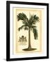 British Colonial Palm I-null-Framed Art Print