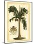 British Colonial Palm I-null-Mounted Art Print