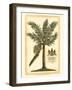 British Colonial Palm II-null-Framed Art Print